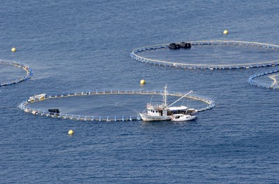 Fish farming and aquaculture